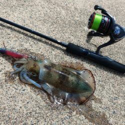 今年のアオリイカは成長が早い